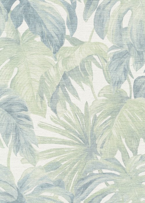 Misty Monstera